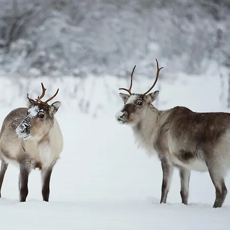 Appartement Levi 1208 Ski-in Ski-out Korospohja